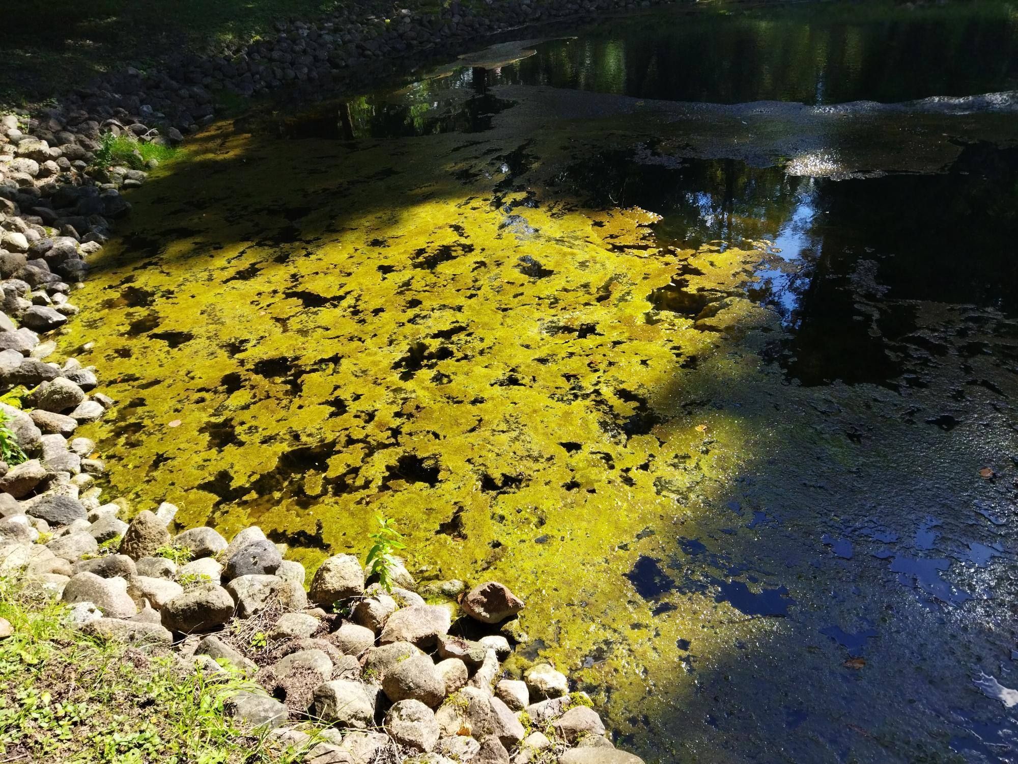 Effective Algae Removal & Water Maintenance Services